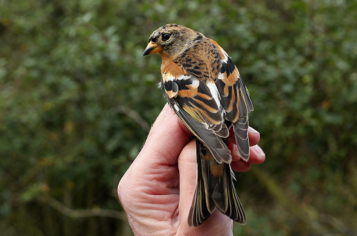 Spurn Head: Migratory Birds Are Ringed At Yorkshire Wildlife Trust's Spurn Point