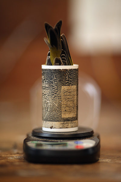 Spurn Head: Migratory Birds Are Ringed At Yorkshire Wildlife Trust's Spurn Point