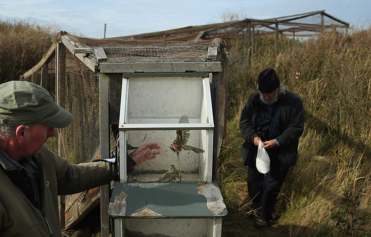 Spurn Head: Migratory Birds Are Ringed At Yorkshire Wildlife Trust's Spurn Point