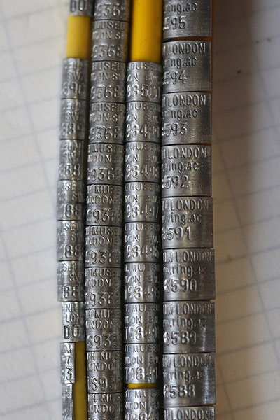 Spurn Head: Migratory Birds Are Ringed At Yorkshire Wildlife Trust's Spurn Point