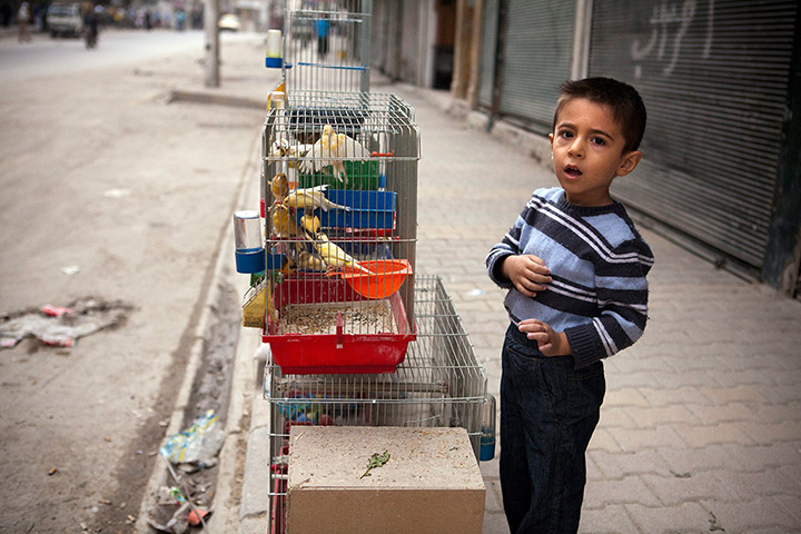 FTA: Maysun: A Syrian boy helps his father to sell birds at a street stall in Aleppo
