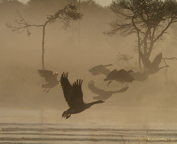 Your Picture: Rhythm: Flying geese