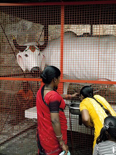 David Bailey's India: Two women looking at a cow