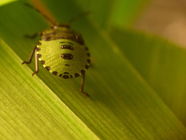 Green shoots: about patterns in nature