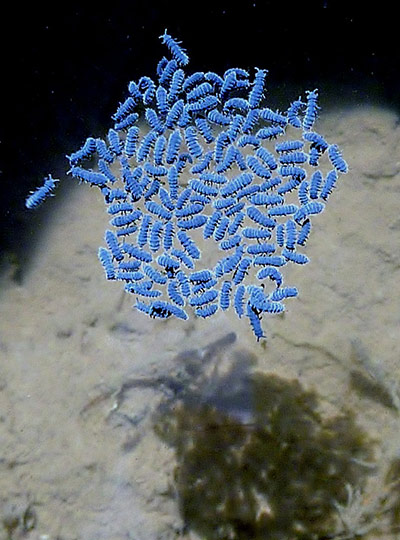 Green shoots: about patterns in nature