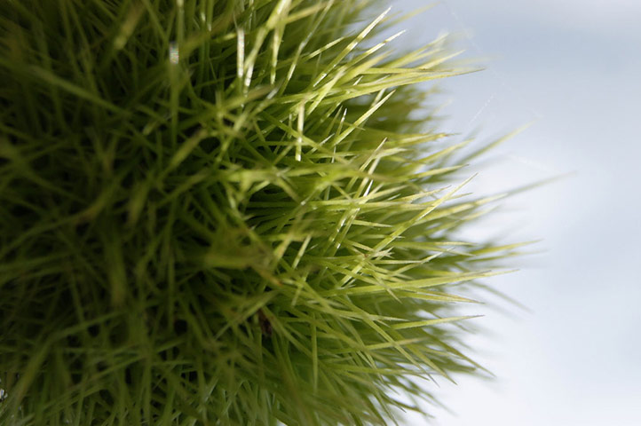 Green shoots: about patterns in nature