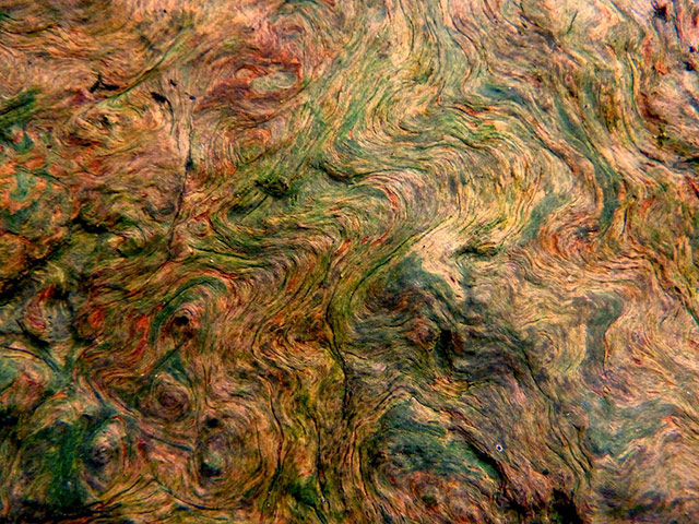 Green shoots: about patterns in nature