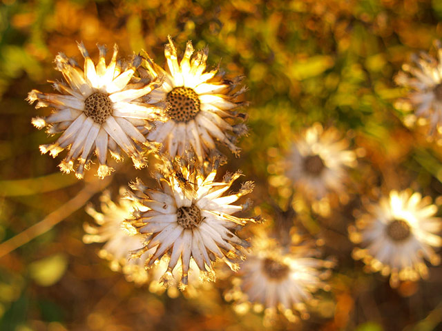 Green shoots: about patterns in nature