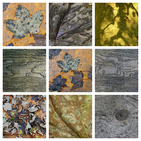 Green shoots: about patterns in nature