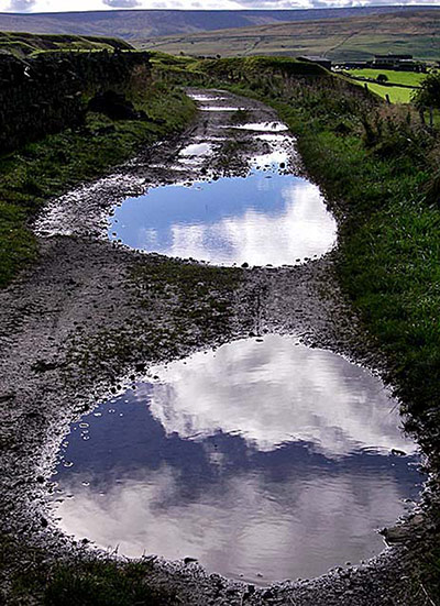 Green shoots: about patterns in nature