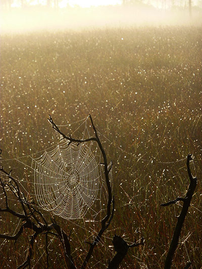 Green shoots: about patterns in nature