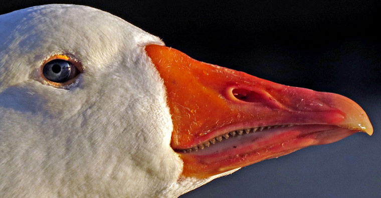 Green shoots: about patterns in nature