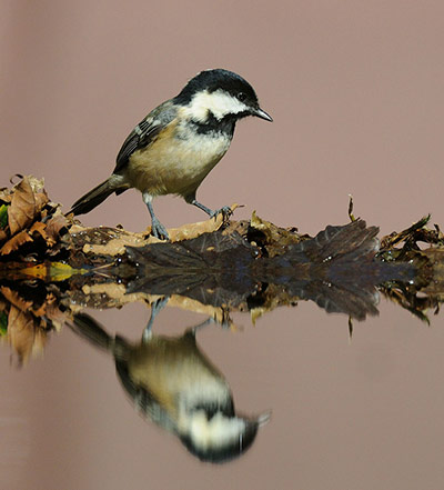 Green shoots: about patterns in nature