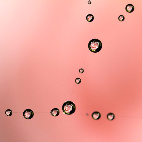 Green shoots: about patterns in nature