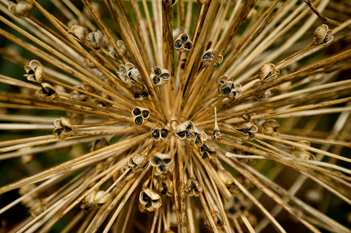 Green shoots: about patterns in nature