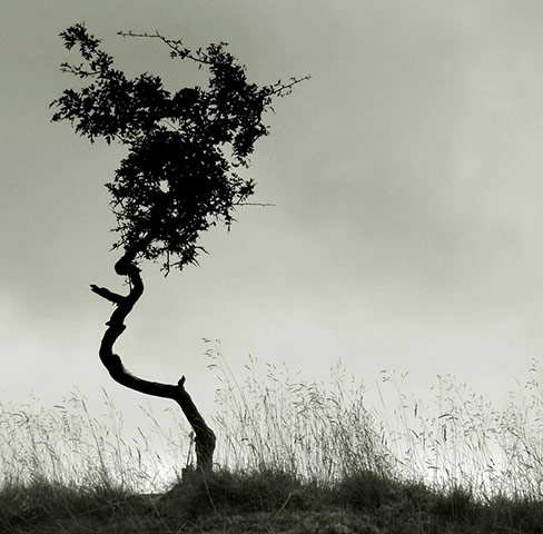 Green shoots: about patterns in nature