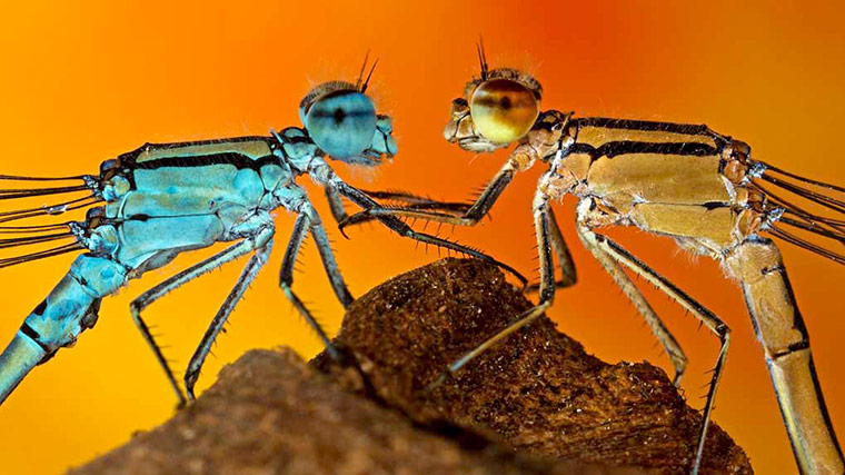 Green shoots: about patterns in nature