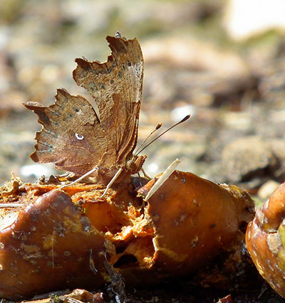 Green shoots: about patterns in nature