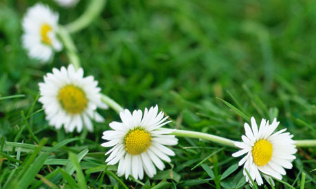 Daisy-chain-008.jpg