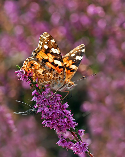 Week in wildlife: Butterfly migration mystery solved