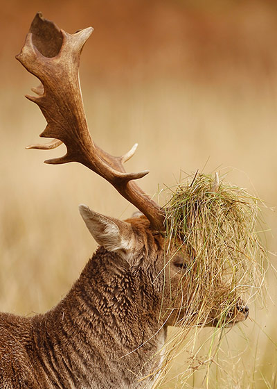 Week in wildlife: British Countryside Display Beautiful Autumn Colours
