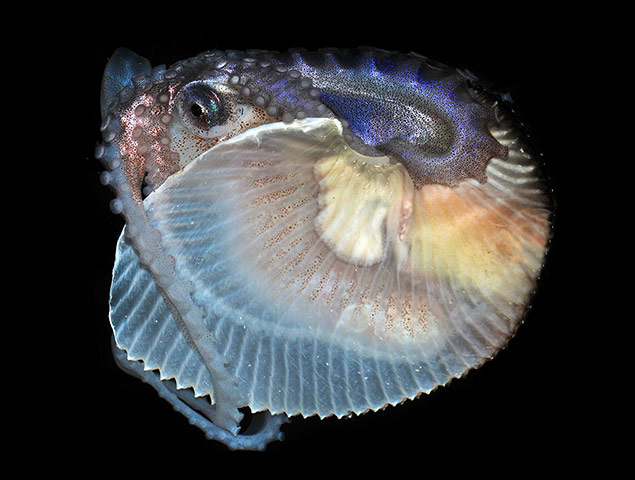 Week in wildlife: A female Argonaut, or paper nautilus, a species of cephalopod 
