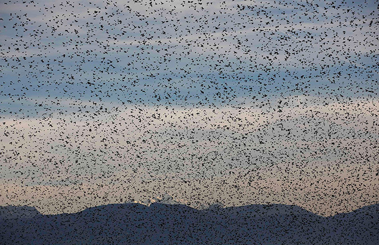 Week in wildlife: A flock of starling flies over vineyards inTartegnin near Geneva