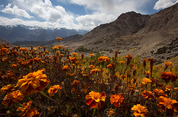 Week in wildlife: India's Mountain Kingdom Of Ladakh