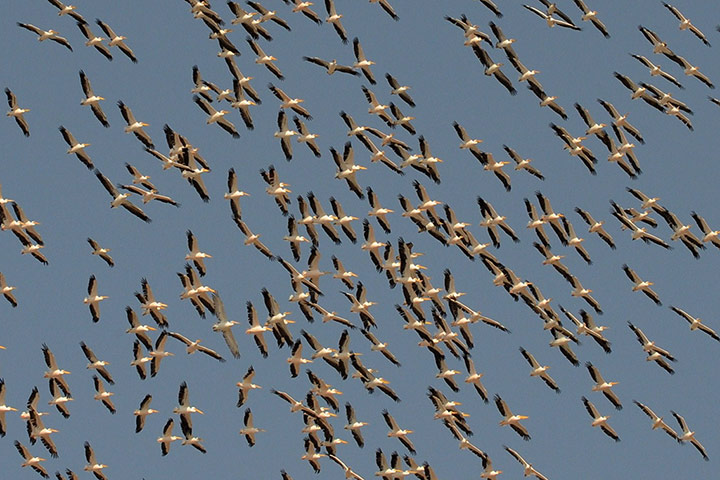 Week in wildlife: Migratory pelicans fly over the Lakhpat