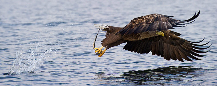 Week in wildlife: White-tailed Eagle