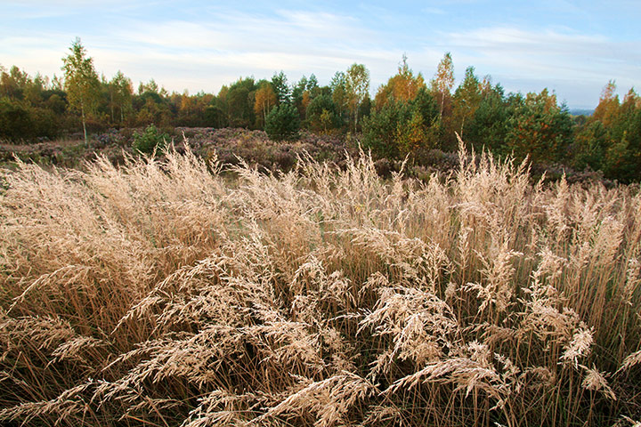 Week in wildlife: a morning scenery of the outskirt of Minsk, Belorussia