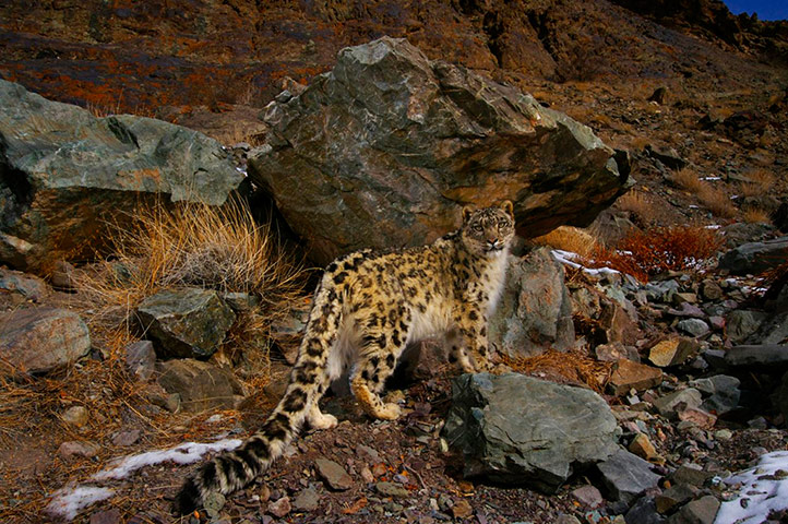 Week in wildlife: Snow Leopard
