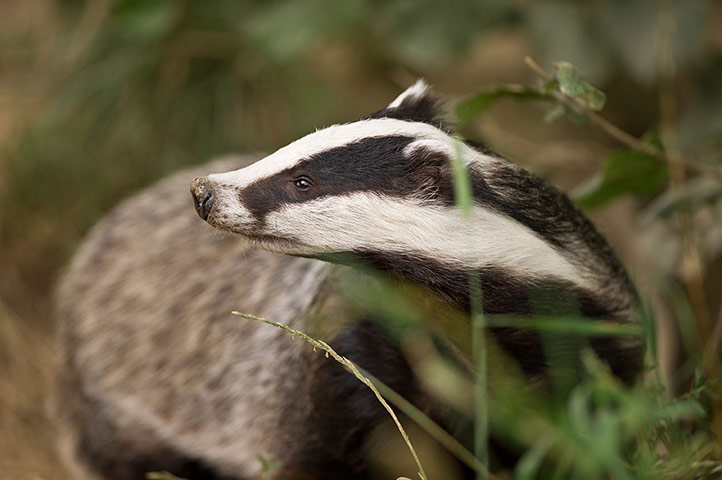 Week in wildlife: European badger (Meles meles)