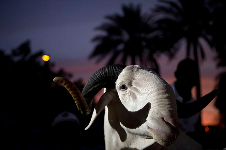 24 hours in pictures: national final of the televised sheep reality competition 