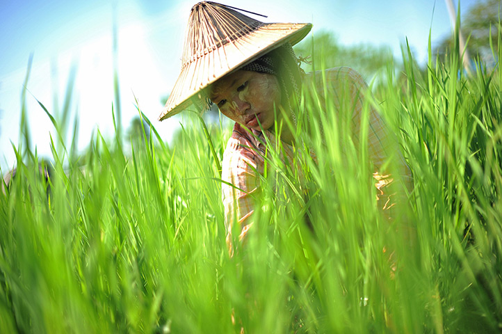 24 hours in pictures: A Myanmar labourer works in a paddy field