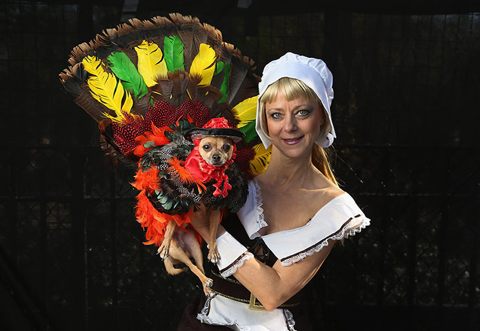 Halloween dogs: Chihuahua Eli, dressed as a Thanksgiving turkey