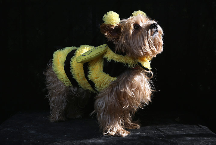 Halloween dogs: Daisy poses as a bumble bee