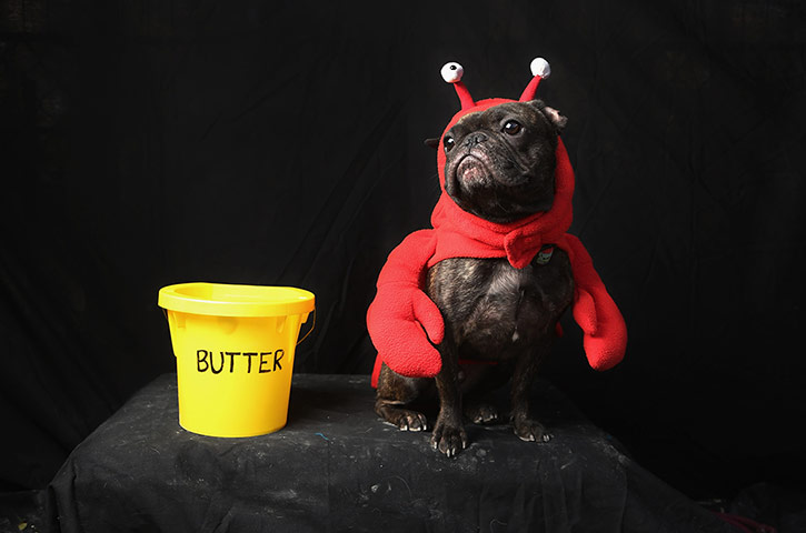 Halloween dogs: Dogs Dress Up For Annual Tompkins Square Park Halloween Parade