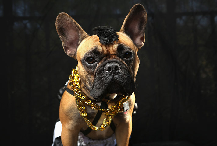 Halloween dogs: Gus, a boxer, poses as Mr. T from the A-Team