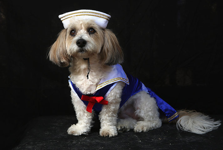 Halloween dogs: Lola, a coton breed, poses as sailor