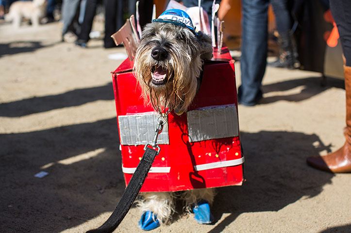 Halloween dogs: Nacho, a schnauzer, is a tourist bus