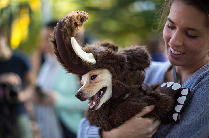 Halloween dogs: A dog dressed as a wooly mammoth is held in the arms of its owner
