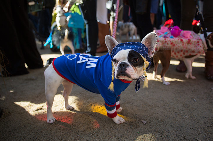 Halloween dogs: Lula, a french bull dog, is dressed as an Olympic gymnast