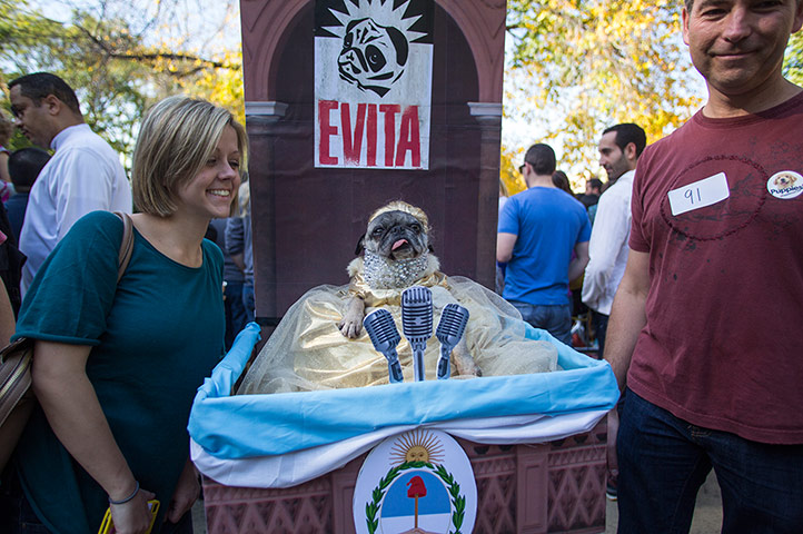 Halloween dogs: Gracie, a pug, is dressed as Evita Peron