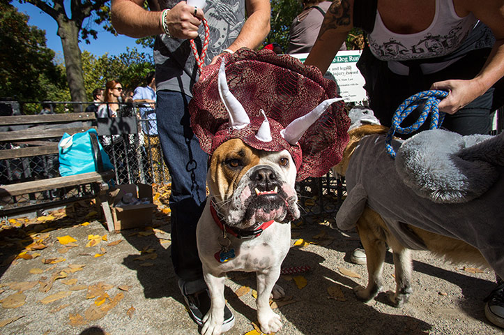 Halloween dogs: Murphy, a bull dog dressed as a triceratops
