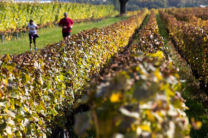 Autumn colours: People run amongst the autumn coloured vinyards in Bourdigny