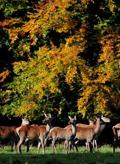 Autumn colours: Deer stand in front of the autumn leaves at Studley Royal Deer Park