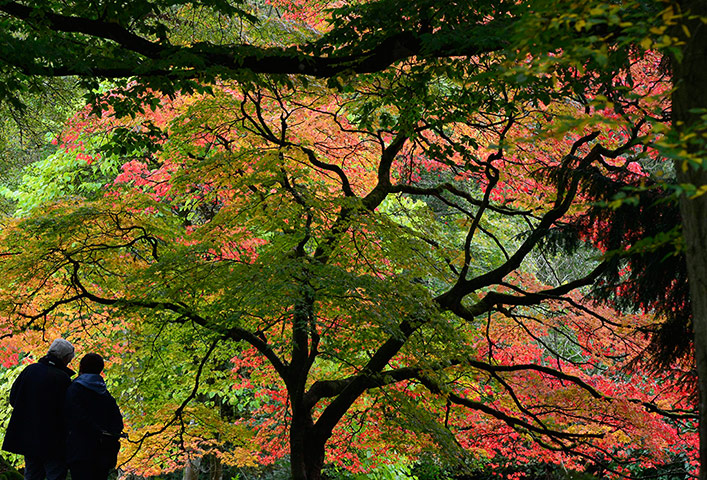 Autumn colours: Visitors view changing autumn leaves at the Westonbirt Arboretum