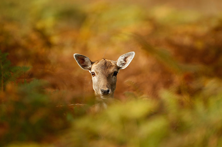 Autumn colours: A young deer hides amongst the autumnal bracken at Knutsford, England
