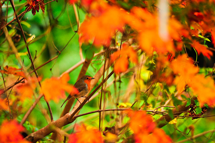 Autumn colours: A Robin sits in the red orange shade of an Acer japonicum
